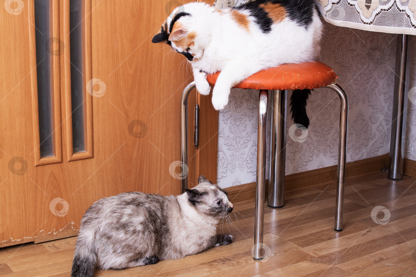 Скачать Две большие кошки в доме крупным планом фотосток Ozero
