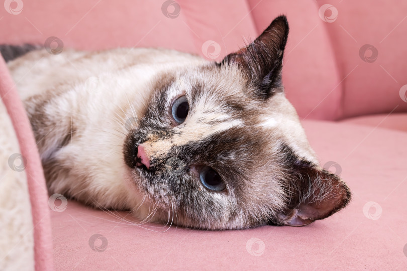 Скачать Белая кошка, лежащая на розовом диване фотосток Ozero