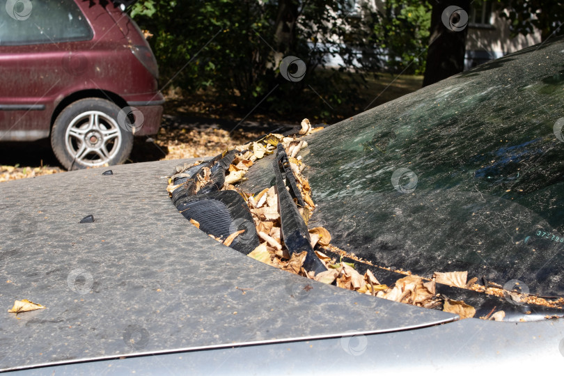 Скачать Пыль и желтые осенние листья на капоте автомобиля фотосток Ozero