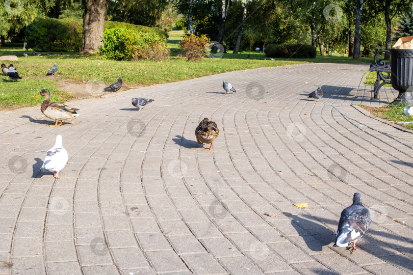 Скачать Утки на тротуаре в осеннем парке фотосток Ozero