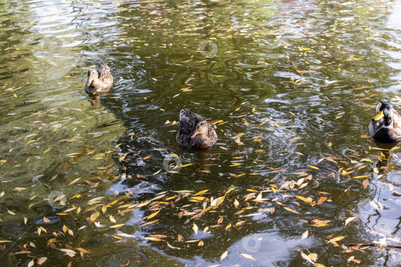Скачать Утки плавают в воде среди желтых листьев фотосток Ozero