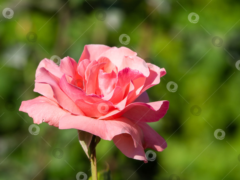 Скачать Удивительный раскрытый бутон бледно-розовой розы в солнечном свете на фоне зелени в саду. Элегантная распускающаяся роза фотосток Ozero