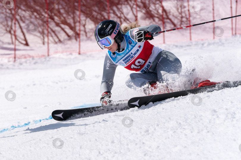 Скачать Горнолыжник спускается по горному склону. Чемпионат России по горнолыжному спорту, гигантский слалом фотосток Ozero