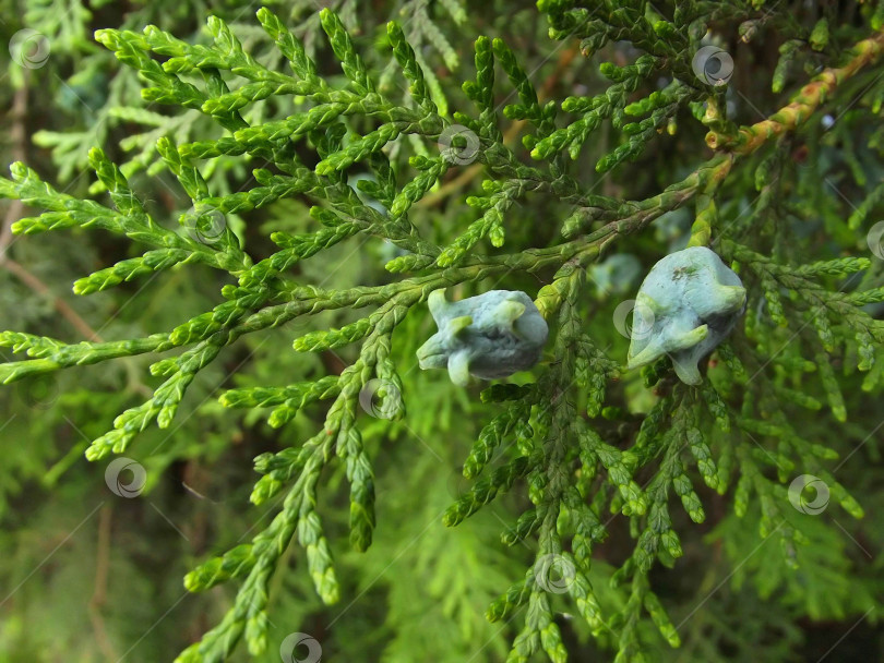 Скачать Зеленая ветка туи восточной (Platycladus orientalis). Макро. фотосток Ozero