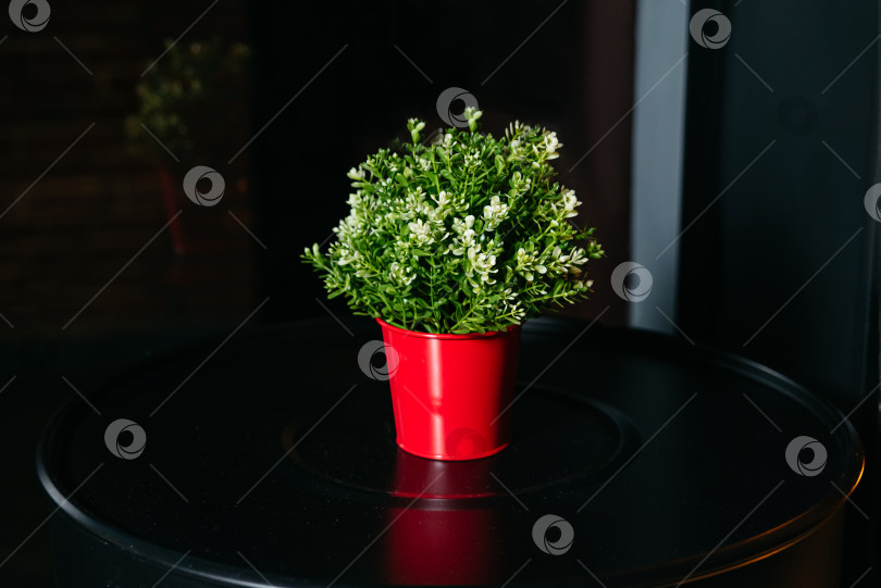 Скачать Маленькое искусственное растение с белыми цветами в красном ведерке на черном круглом металлическом столе. Темный интерьер бара. фотосток Ozero