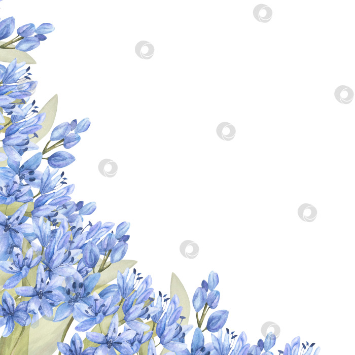 Скачать Акварельная иллюстрация первых весенних голубых цветов. Шаблон открытки, приглашения, этикетки, логотипа, дизайн цветочного магазина. Цветы голубой сирени для цветочного оформления. Изолированный клип-арт фотосток Ozero