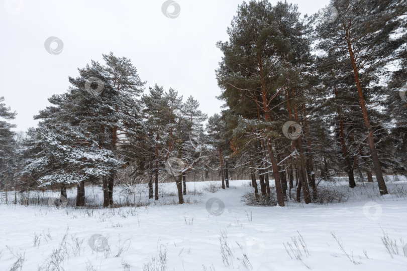 Скачать Зимние сосны фотосток Ozero