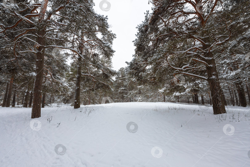 Скачать Зимний пейзаж фотосток Ozero