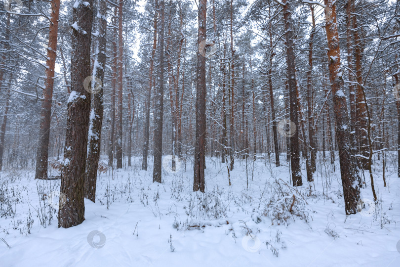 Скачать Сосны зимой фотосток Ozero