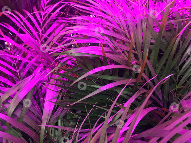 Скачать тропические растения в неоновом свете фотосток Ozero