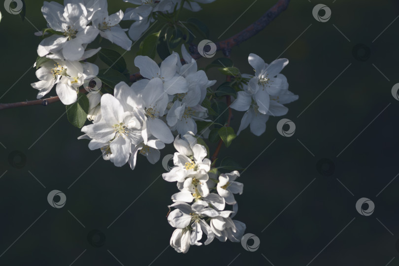 Скачать Цветущая ветка с белыми красивыми цветами в саду фотосток Ozero