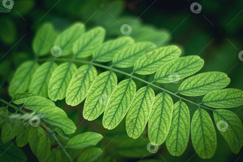 Скачать зеленые листья крупным планом на заднем плане фотосток Ozero