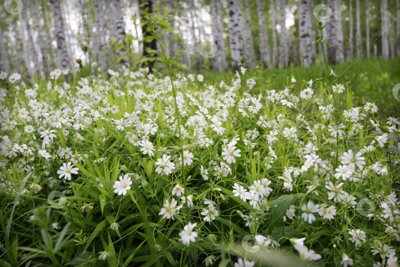 Скачать маленькие цветочки в темно-зеленой траве фотосток Ozero