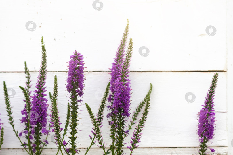 Скачать фиолетовые цветы на белом фоне с солнечным светом. фотосток Ozero