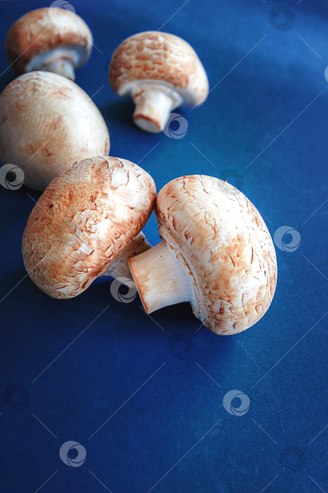 Скачать группа сырых грибов на синем фоне фотосток Ozero