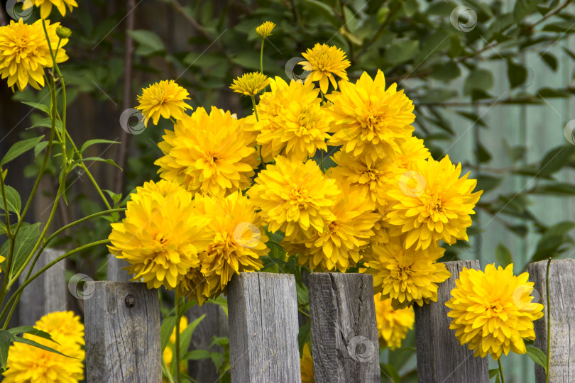 Скачать желтые цветы на заборе в саду фотосток Ozero