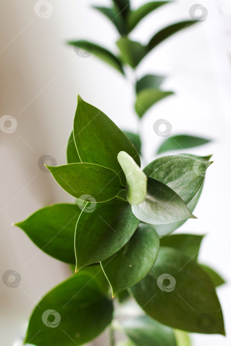 Скачать зеленые листья на сером фоне с пустым пространством для текста фотосток Ozero