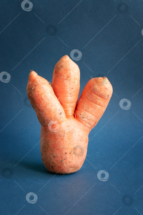 Скачать Уродливая морковка, выделенная на синем фоне с пространством для текста фотосток Ozero
