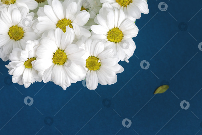 Скачать цветы маргаритки в вазе на синем фоне фотосток Ozero