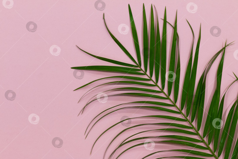 Скачать пальмовый лист на розовом фоне фотосток Ozero