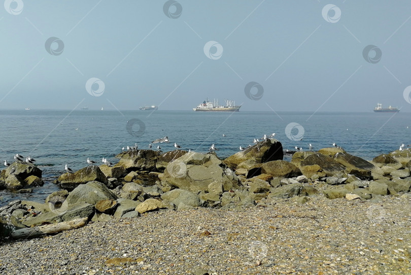 Скачать Чайки, сидящие на камнях на морском берегу фотосток Ozero