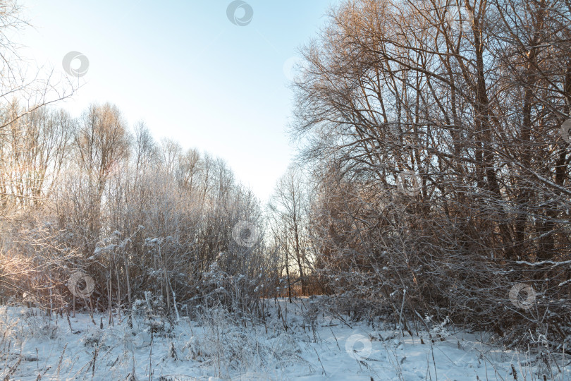 Скачать пейзаж с деревьями в снегу, солнечная холодная погода фотосток Ozero