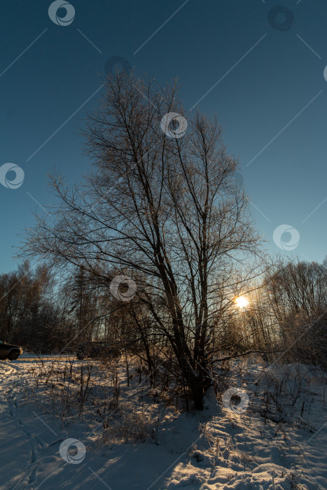 Скачать заснеженные замерзшие деревья на фоне зимнего сезона фотосток Ozero