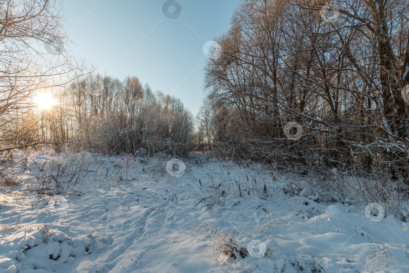 Скачать заснеженные замерзшие деревья на фоне зимнего сезона фотосток Ozero