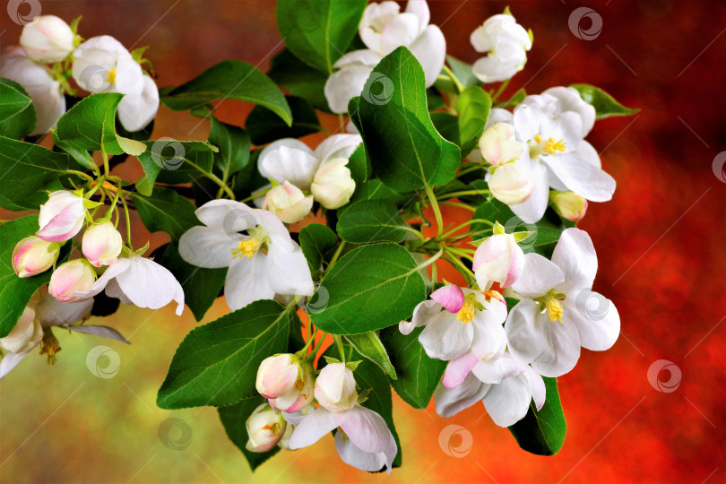Скачать Белые цветы садового дерева на ярком естественном весеннем радужном фоне. фотосток Ozero