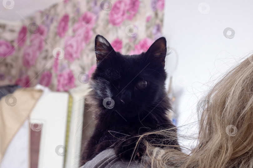Скачать Черная кошка с одним глазом крупным планом фотосток Ozero