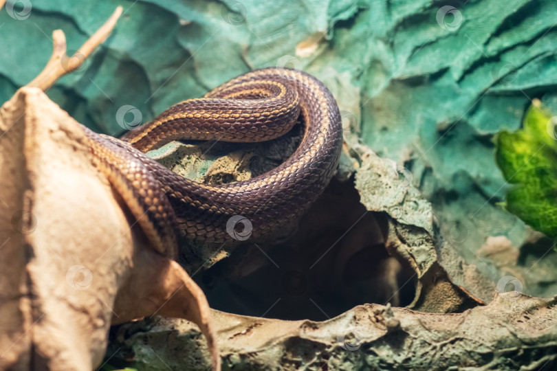 Скачать Маленькая коричневая змея в террариуме крупным планом фотосток Ozero