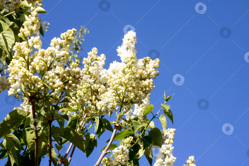 Скачать Белые сиреневые цветы среди зеленых листьев крупным планом фотосток Ozero