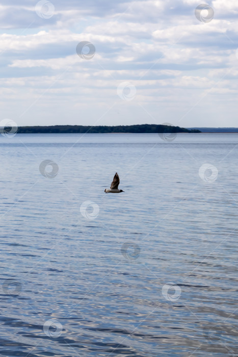 Скачать Чайки на поверхности воды фотосток Ozero