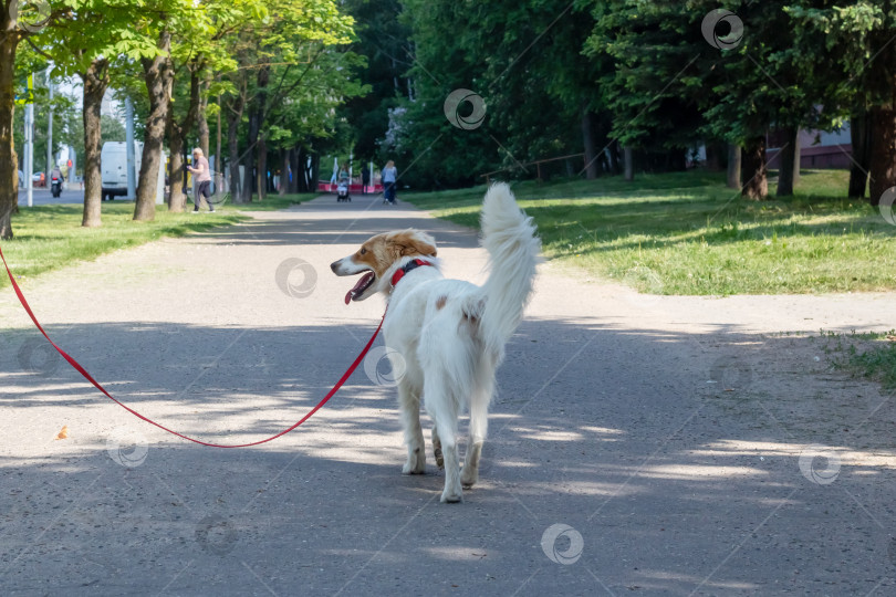 Скачать Белая пушистая собака гуляет в парке фотосток Ozero