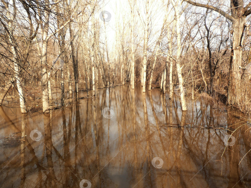 Скачать весенний лес фотосток Ozero