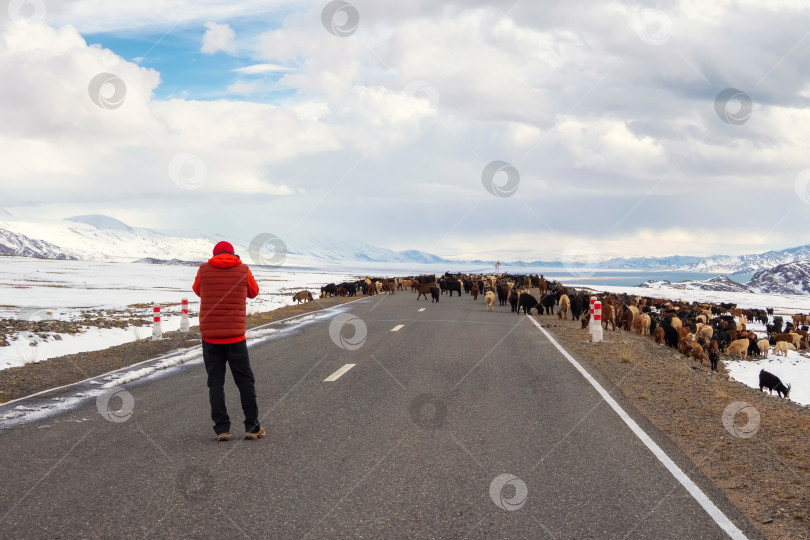 Скачать Большое стадо овец переходит дорогу. Зимняя заснеженная дорога к зимней горе. Зимняя заснеженная сельская дорога в Монголии. Любопытный турист вышел из машины и сфотографировал скопление овец на дороге. фотосток Ozero