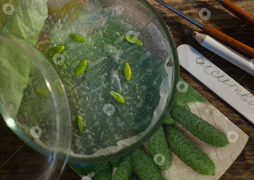 Скачать Проращивание семян огурца в чашке Петри фотосток Ozero