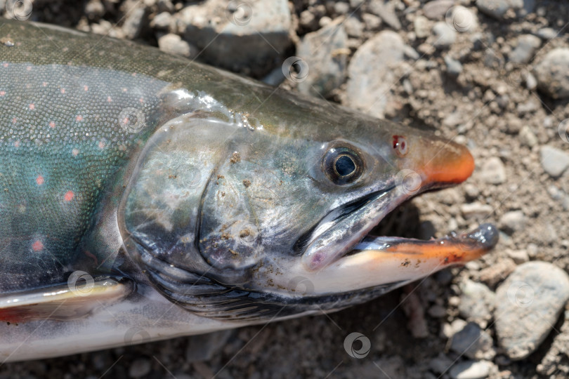 Скачать Дикая лососевая рыба Salvelinus, часто называемая гольцом, с розовыми пятнами на более темном теле фотосток Ozero