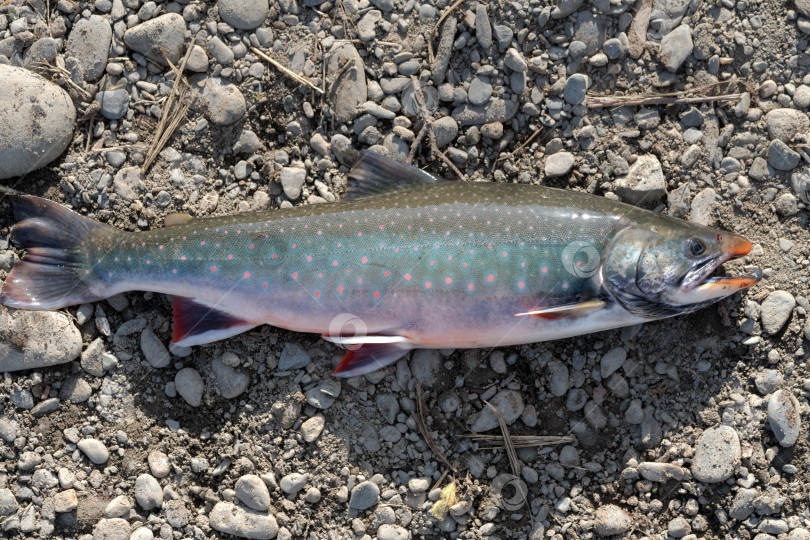 Скачать Дикий Salvelinus - род лососевых рыб, часто называемых гольцами, с розовыми пятнами на более темном теле. Вид крупным планом фотосток Ozero