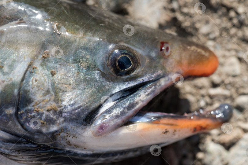 Скачать Крупный план морды дикой лососевой рыбы Salvelinus, часто называемой гольцом, с розовыми пятнами на более темном теле. фотосток Ozero