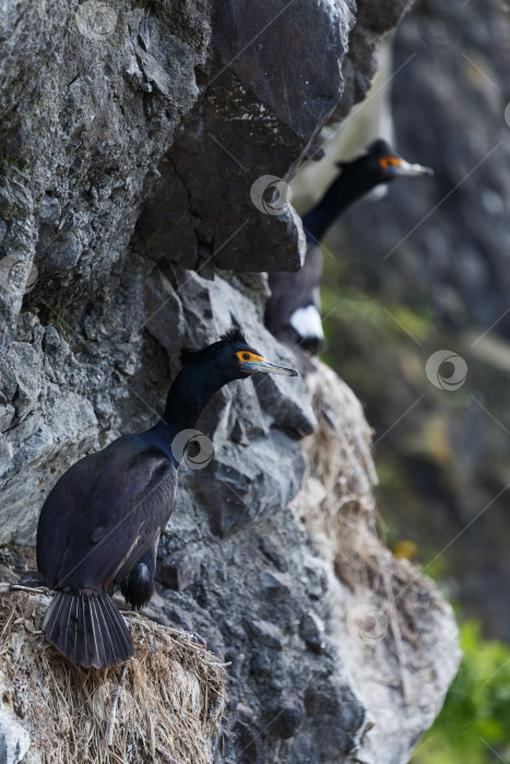 Скачать Краснолицый баклан Phalacrocorax urile сидит в гнезде на скале фотосток Ozero