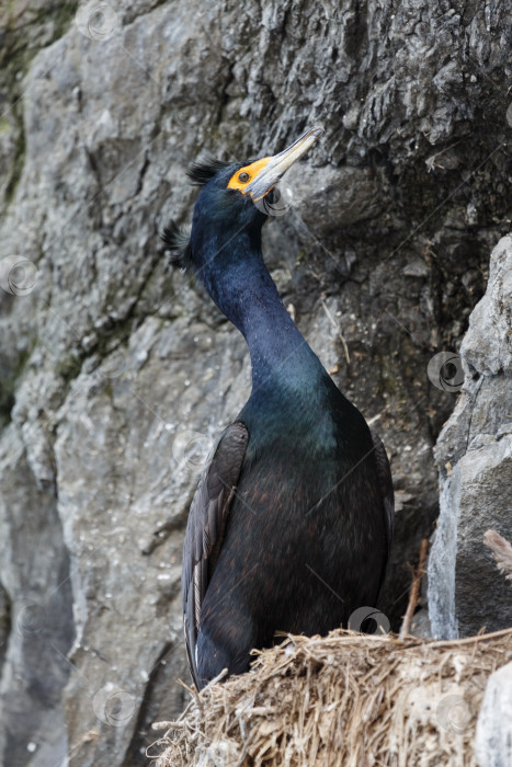 Скачать Краснолицый баклан Phalacrocorax urile фотосток Ozero