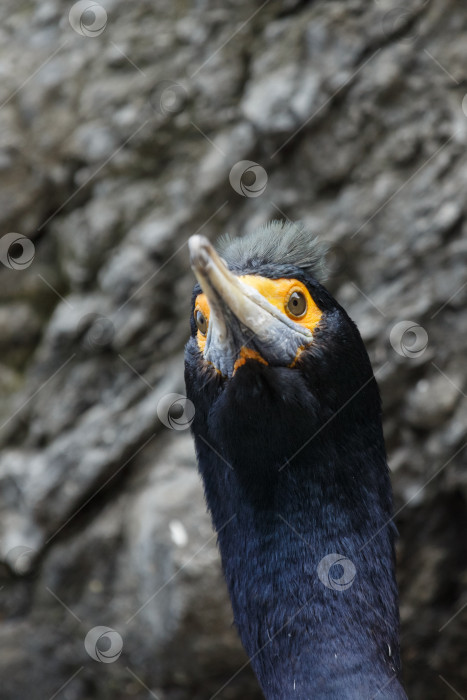 Скачать Портрет краснолицего баклана Phalacrocorax urile фотосток Ozero