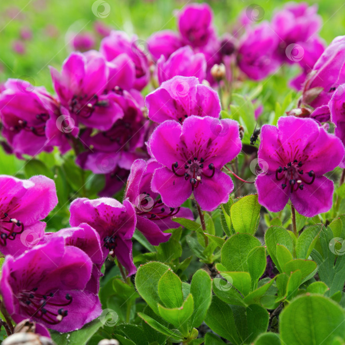 Скачать Красивые дикие альпийские фиолетовые цветы Rhododendron Camtschaticum фотосток Ozero