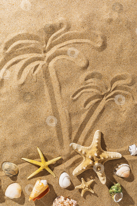 Скачать Пальмы, нарисованные на песке, и различные ракушки в солнечный день на летнем фоне фотосток Ozero