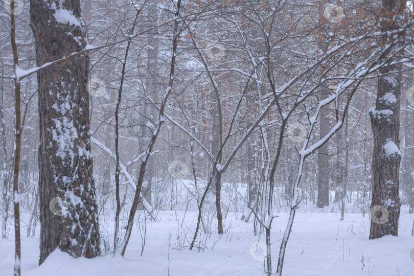 Скачать Туманный зимний пейзаж фотосток Ozero