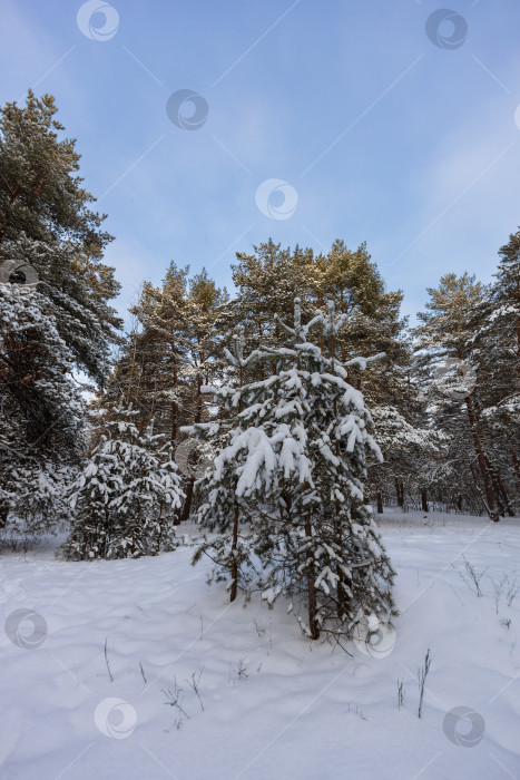 Скачать Сосны в снегу фотосток Ozero