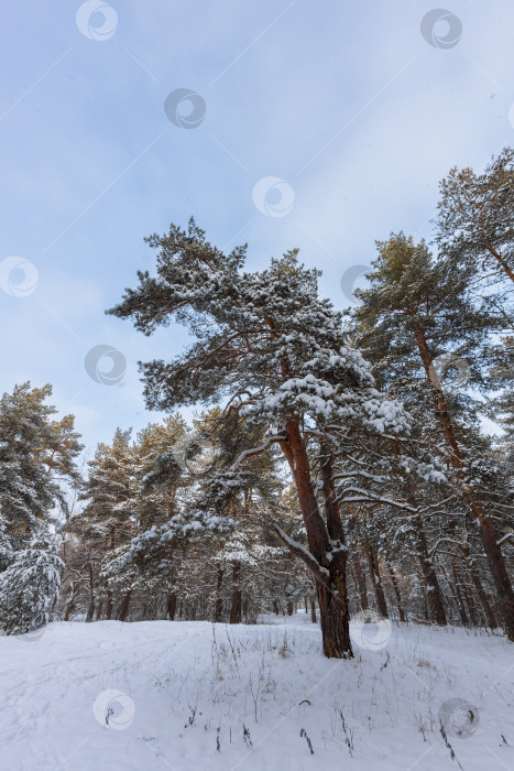 Скачать Сосна фотосток Ozero