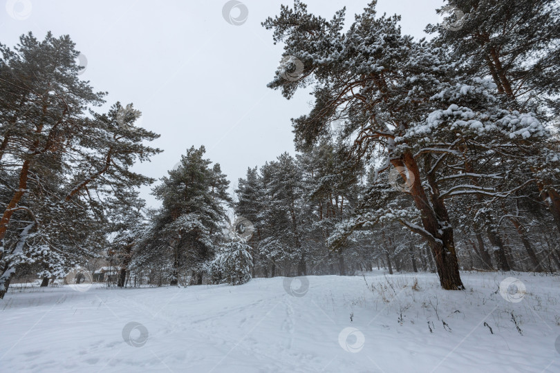 Скачать Зимние деревья фотосток Ozero