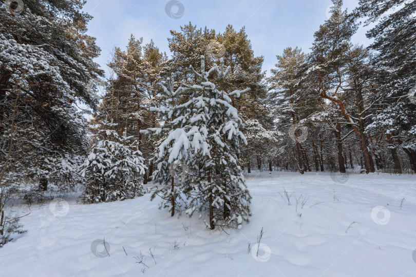 Скачать Молодые заснеженные сосны фотосток Ozero